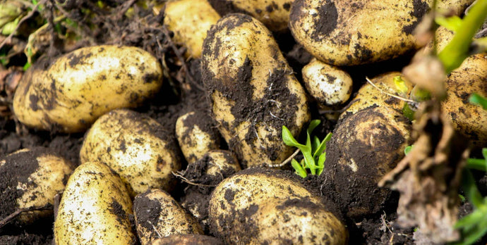 Kartoffeln im Hochbeet anpflanzen – das müssen Sie wissen