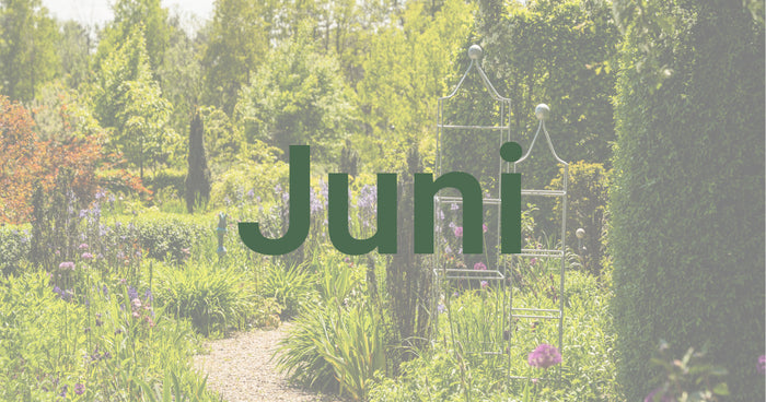 Gartentipps für den Juni